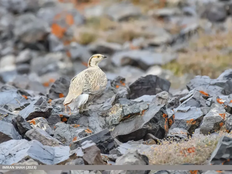 File:Himalayan Snowcock (Tetraogallus himalayensis) (54025170672).jpg