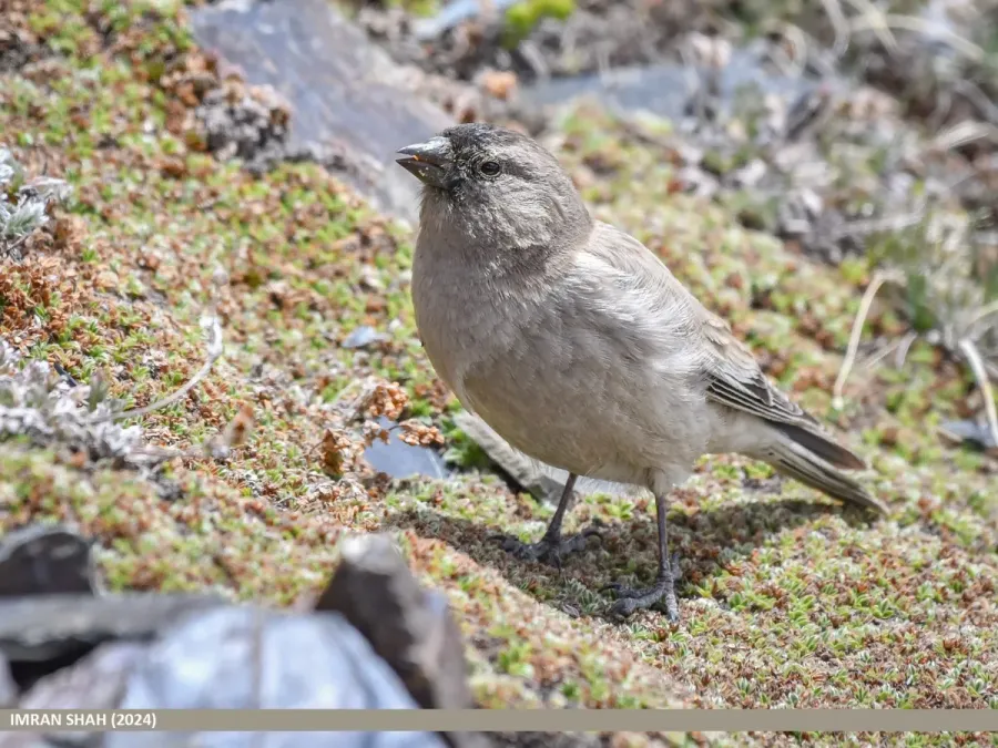 File:Brandt's Mountain Finch (Leucosticte brandti) (54025170382).jpg