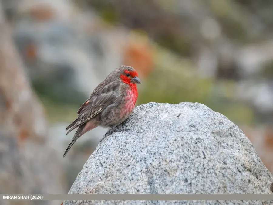 File:Red-fronted Rosefinch (Carpodacus puniceus) (53996912698).jpg