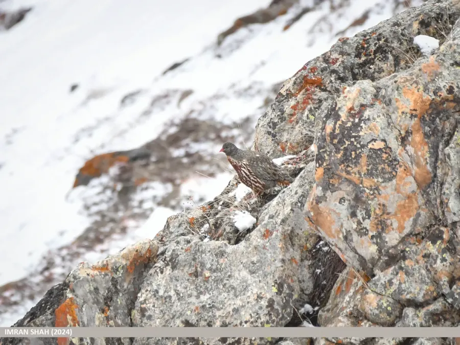 File:Snow Partridge (Lerwa lerwa) (54006320285).jpg