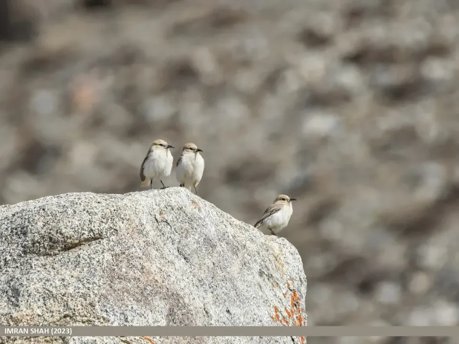 File:Ground Tit (Pseudopodoces humilis) (54005896226).jpg