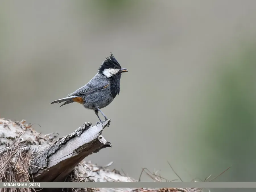 File:Rufous-naped Tit (Periparus rufonuchalis) (54006225779).jpg