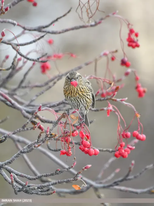 File:Himalayan White-browed Rosefinch (Carpodacus thura) (54006123968).jpg