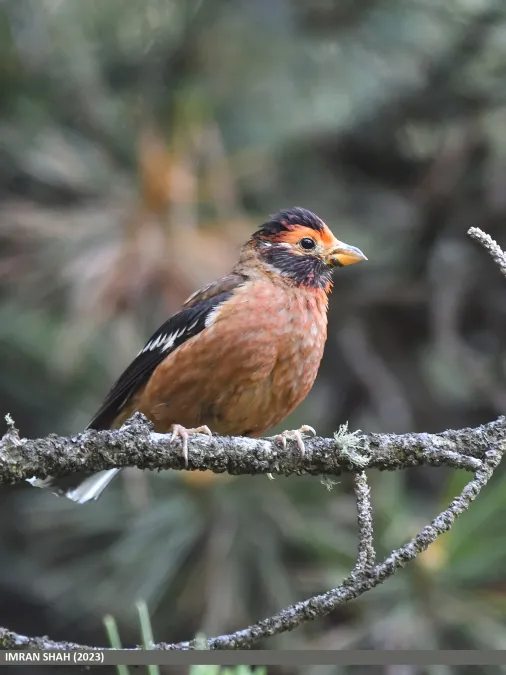 File:Spectacled Finch (Callacanthis burtoni) (54005895371).jpg