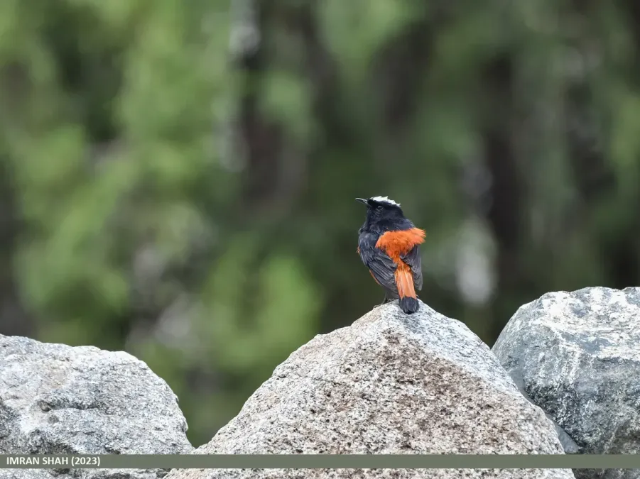 File:White-capped Redstart (Phoenicurus leucocephalus) (53976886465).jpg
