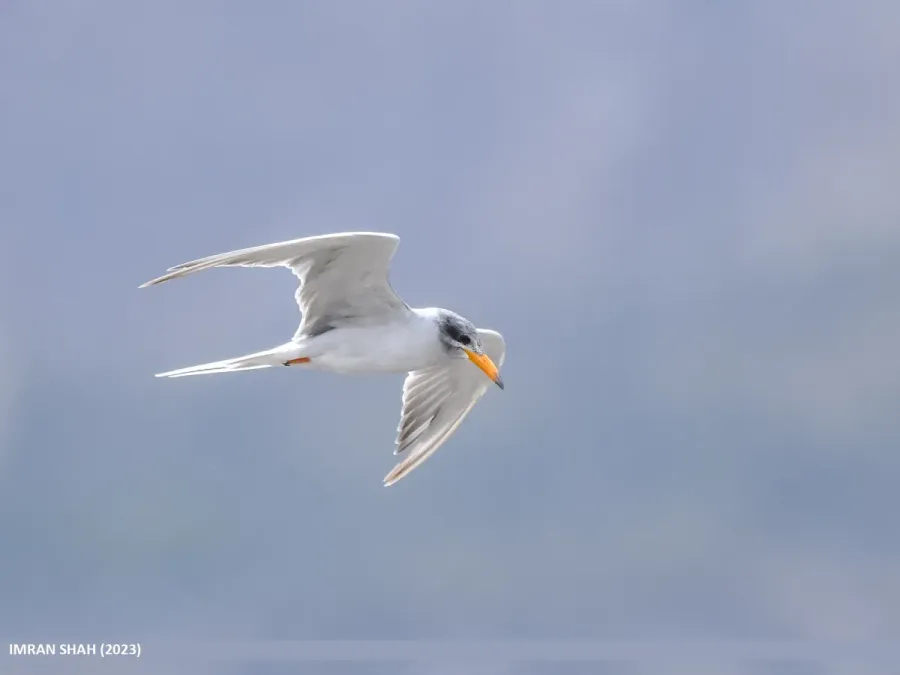 File:River Tern (Sterna aurantia) (53976459351).jpg
