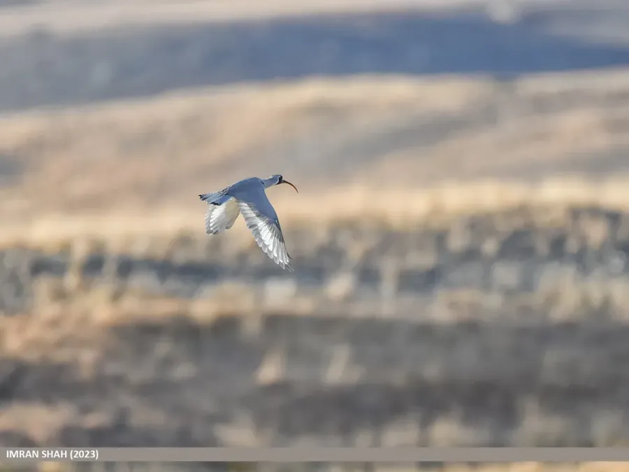 File:Ibisbill (Ibidorhyncha struthersii) (53968855309).jpg
