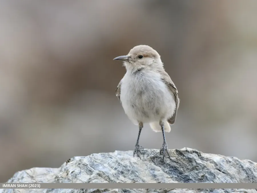 File:Ground Tit (Pseudopodoces humilis) (53940853797).jpg