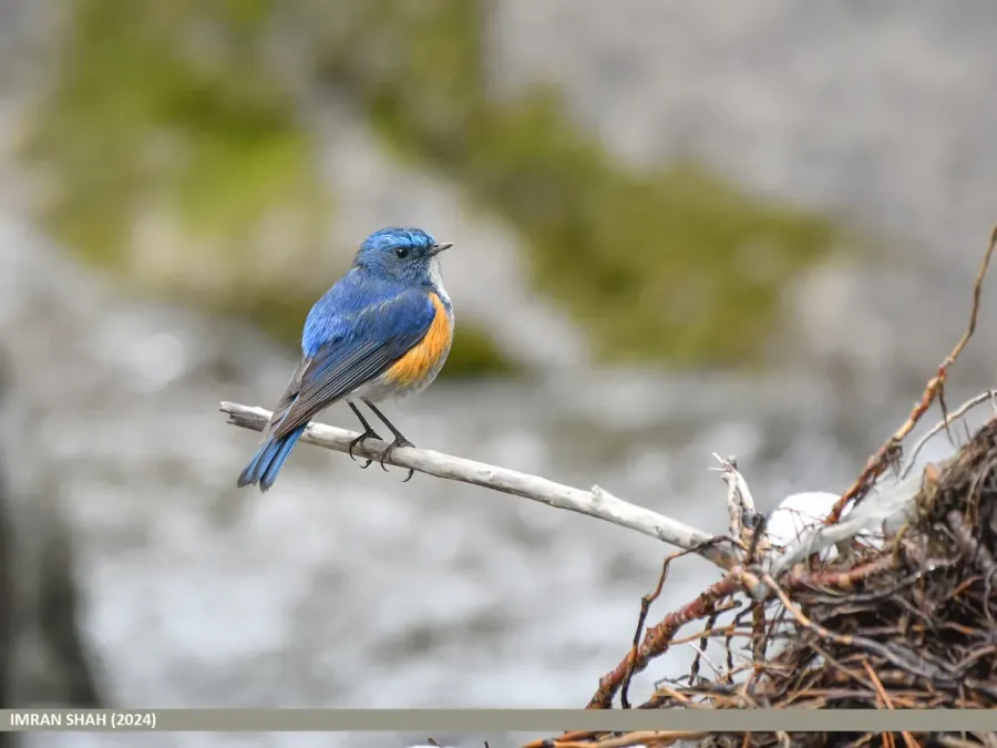 File:Himalayan Bluetail (Tarsiger rufilatus) (53948679861).jpg