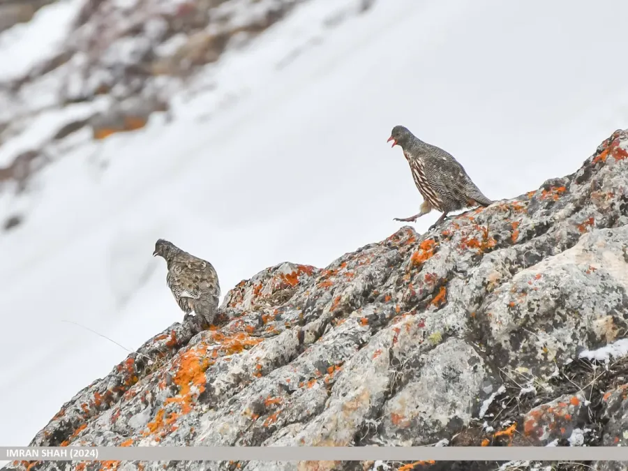 File:Snow Partridge (Lerwa lerwa) (53952908948).jpg