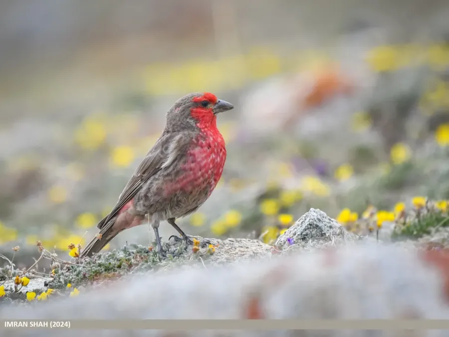 File:Red-fronted Rosefinch (Carpodacus puniceus) (53963649656).jpg
