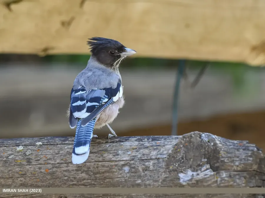 File:Black-headed Jay (Garrulus lanceolatus) (53967633602).jpg