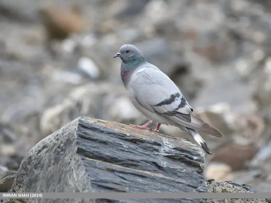 File:Hill Pigeon (Columba rupestris) (53927165620).jpg