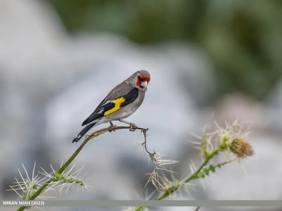 File:Grey-crowned Goldfinch (Carduelis caniceps), Gilgit (53940014299).jpg