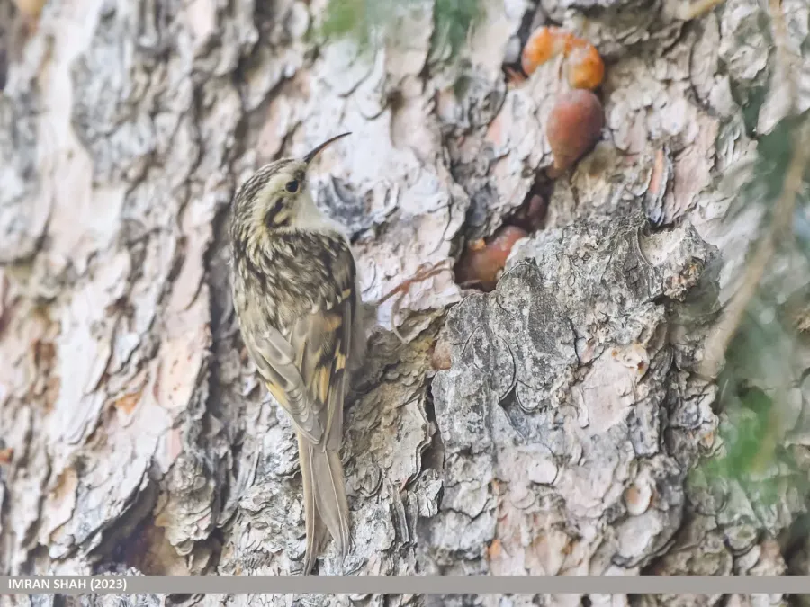 File:Hodgson's Treecreeper (Certhia hodgsoni) (53939931358).jpg