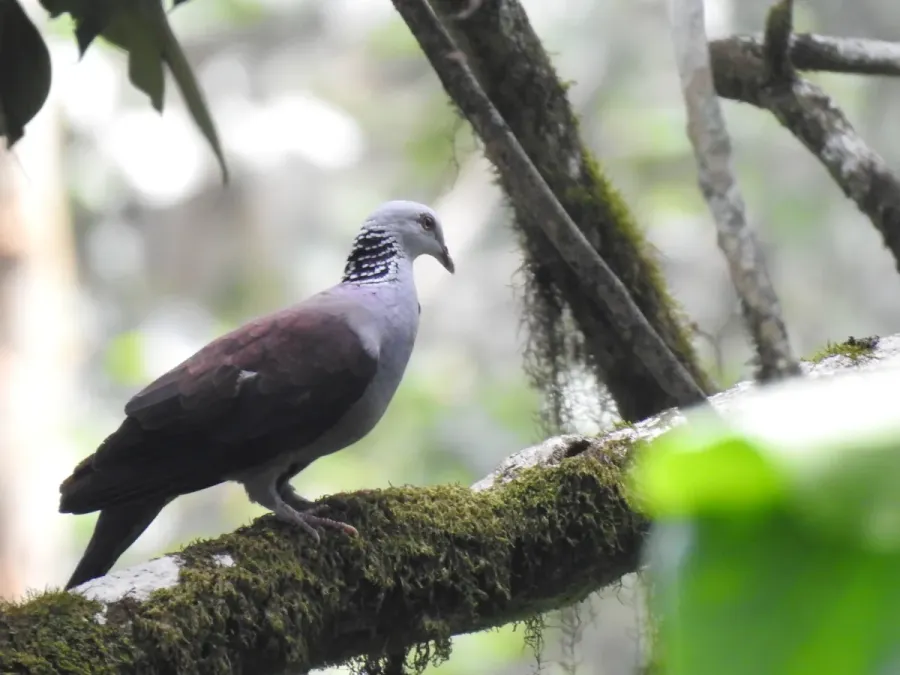 File:Columba elphinstonii 127134869.jpg
