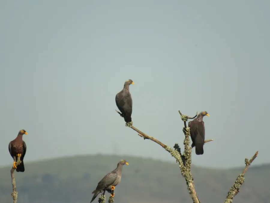 File:Columba arquatrix 176562201.jpg