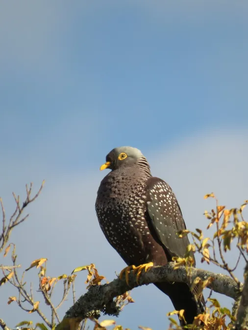 File:Columba arquatrix 140351819.jpg