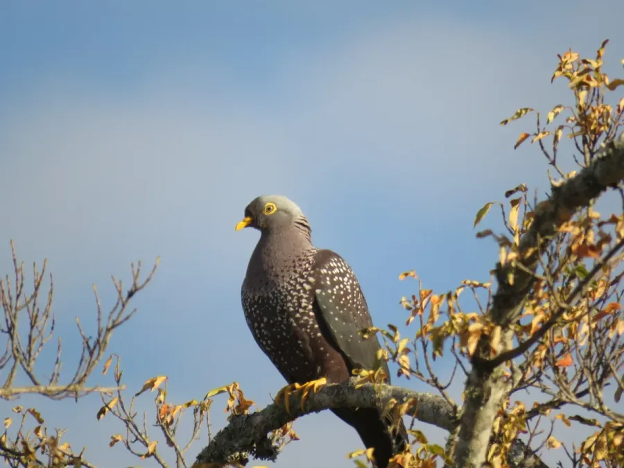 File:Columba arquatrix 140351856.jpg