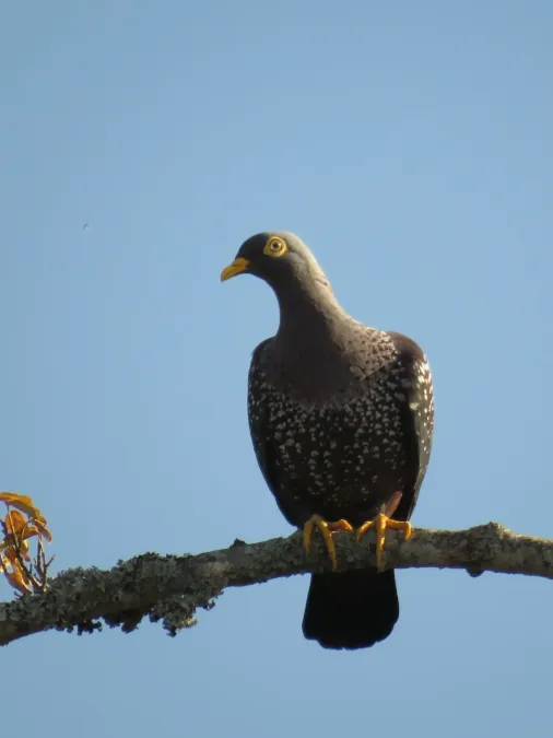File:Columba arquatrix 140351913.jpg