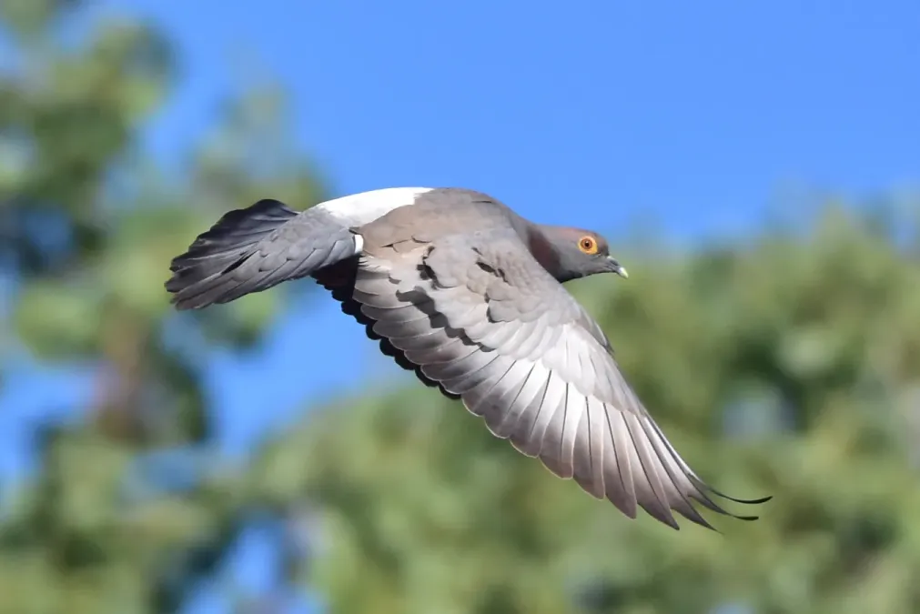 File:Columba eversmanni 391236748.jpg