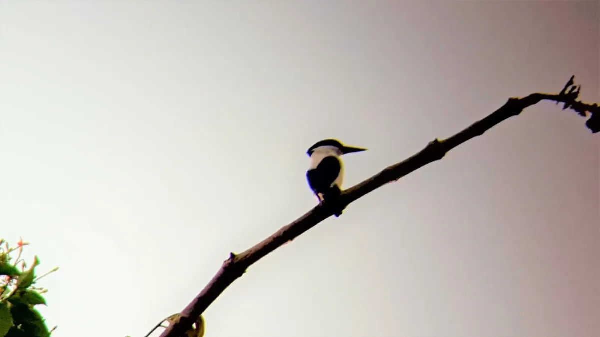 File:Todiramphus albonotatus 50661529.jpeg