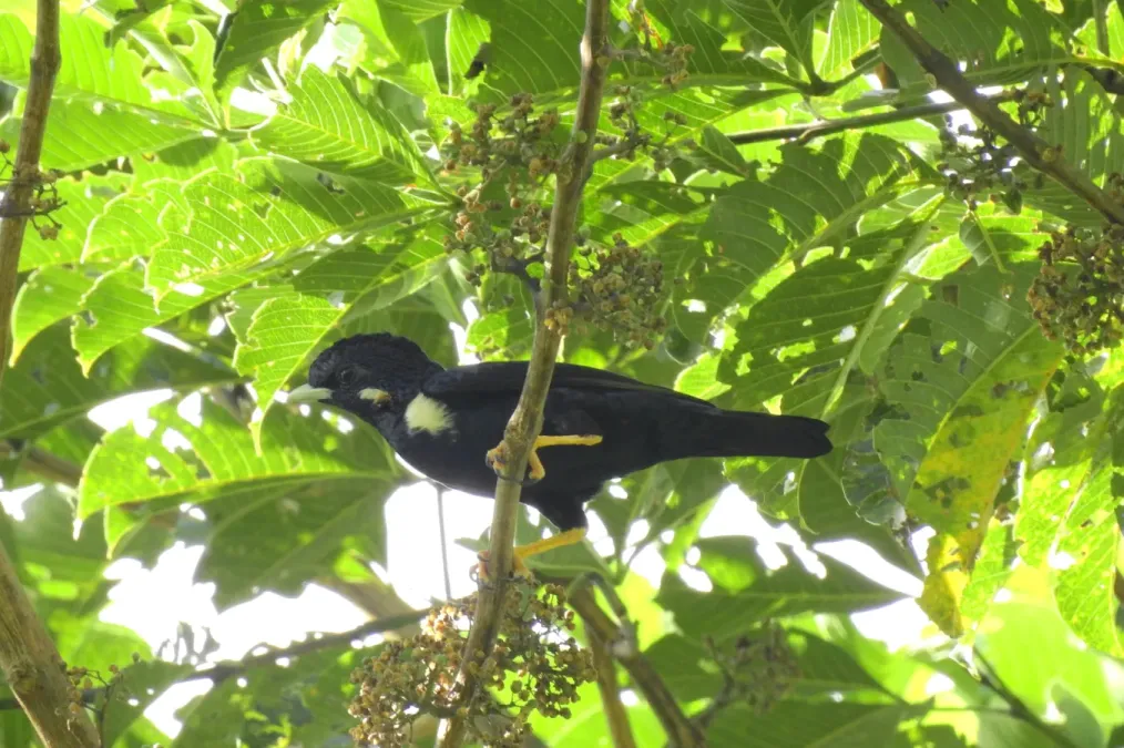 File:Basilornis celebensis 80945016.jpg