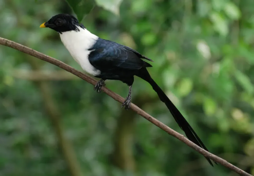 File:White-necked myna - (Streptocitta albicollis) (cropped).jpg