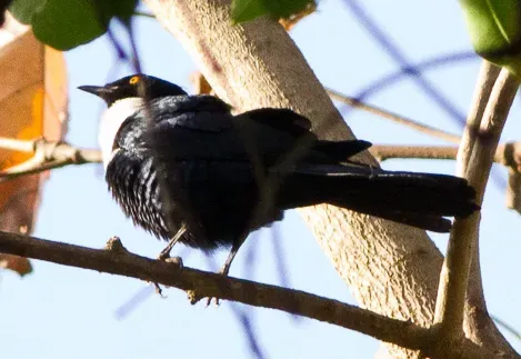 File:Grafisia Torquata (White-collared Starling) (cropped).jpg