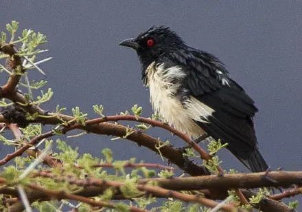 File:Speculipastor bicolor (cropped).jpg