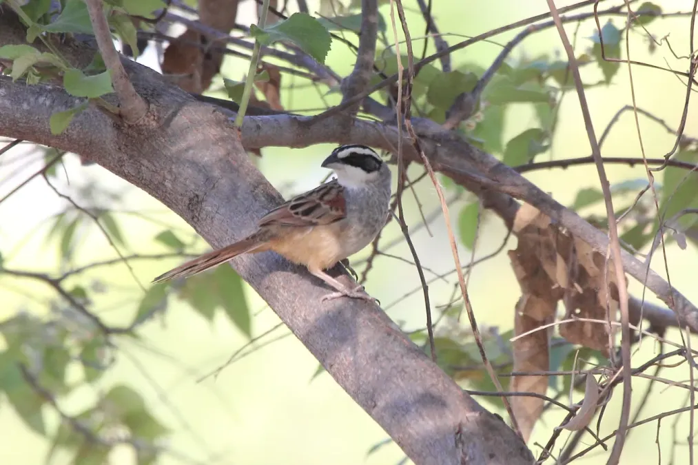 File:Peucaea ruficauda.jpg