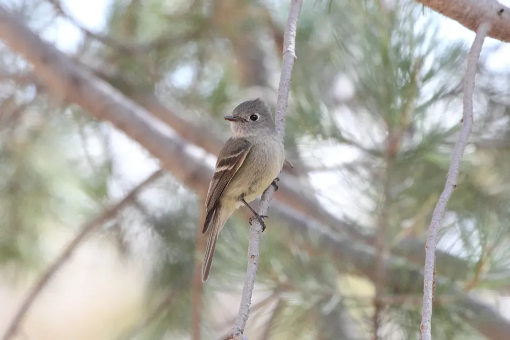 File:Empidonax hammondii.jpg