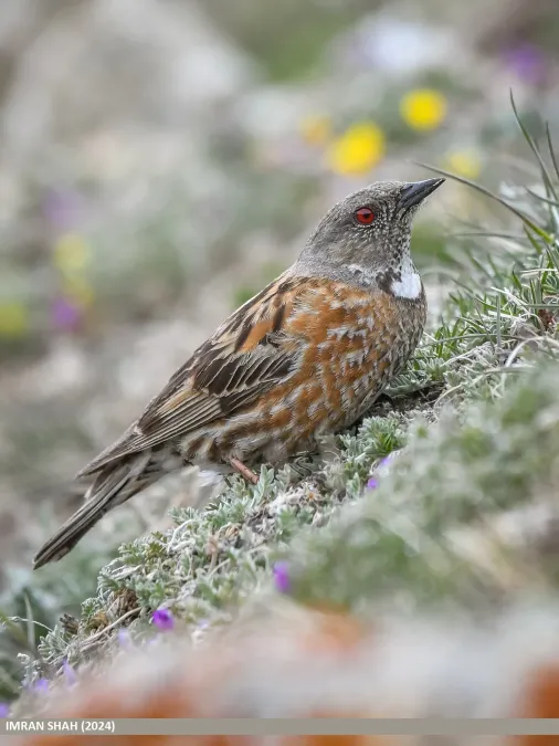 File:Altai Accentor (Prunella himalayana) (53913618822).jpg