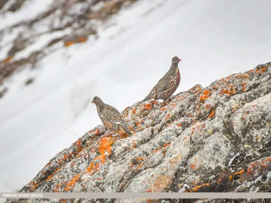 File:Snow Partridge (Lerwa lerwa) (53925114802).jpg