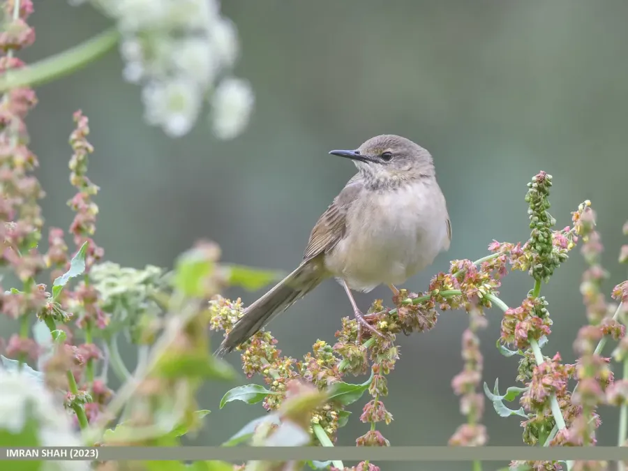 File:Long-billed Bush Warbler (Locustella major) (53925115167).jpg