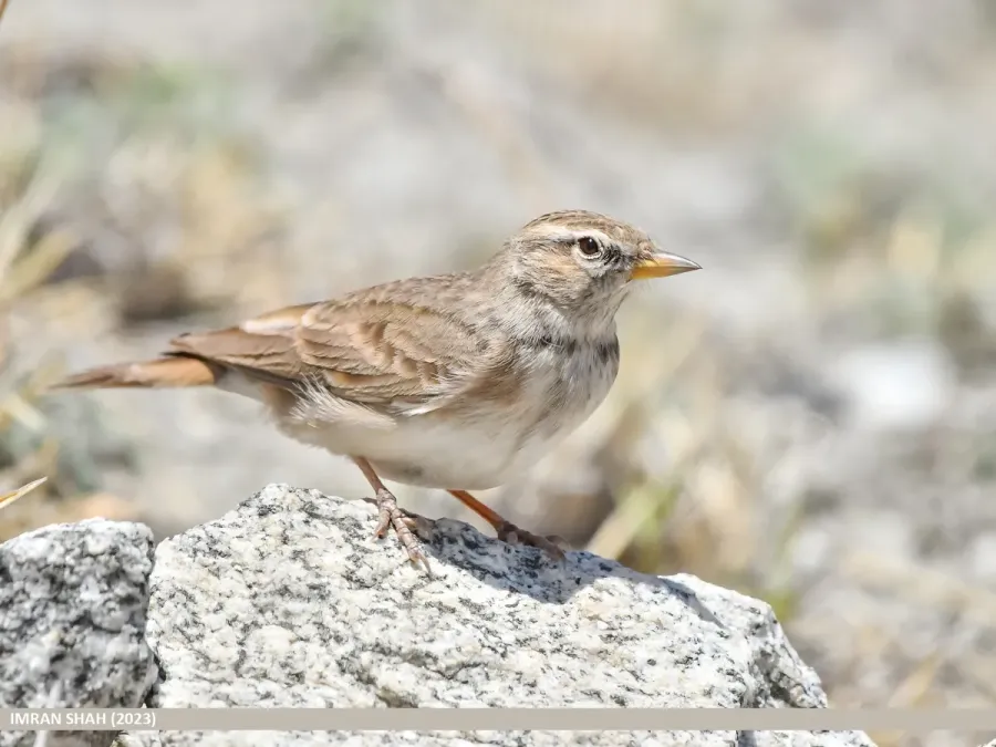 File:Hume's Lark (Calandrella acutirostris) (53926009721).jpg