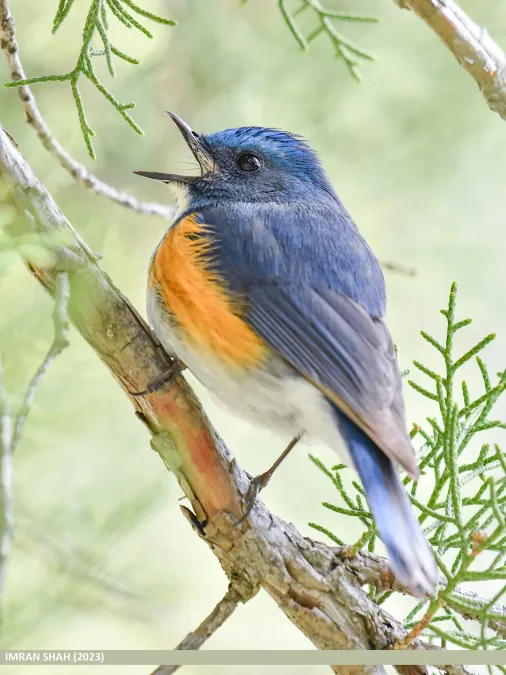 File:Himalayan Bluetail (Tarsiger rufilatus) (53912855399).jpg