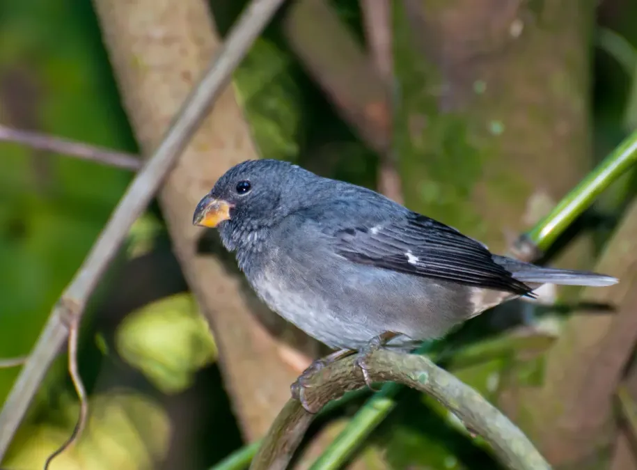 File:Sporophila falcirostris -Horto Florestal de Sao Paulo, Brazil-8.jpg