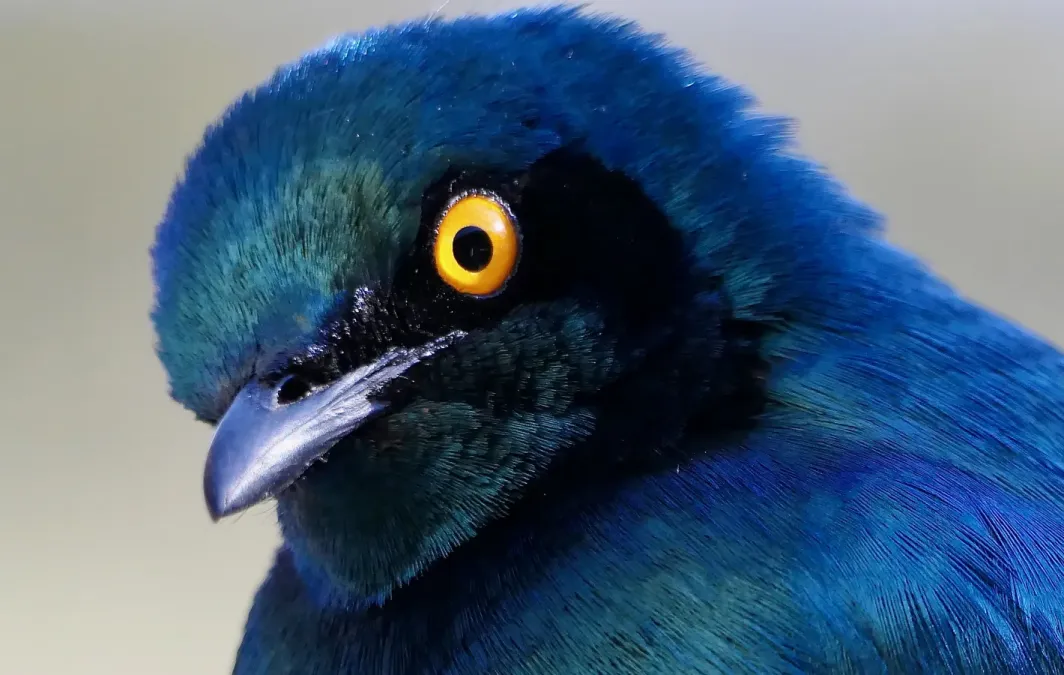 File:Cape Starling (Lamprotornis nitens) portrait ... (54044079643).jpg