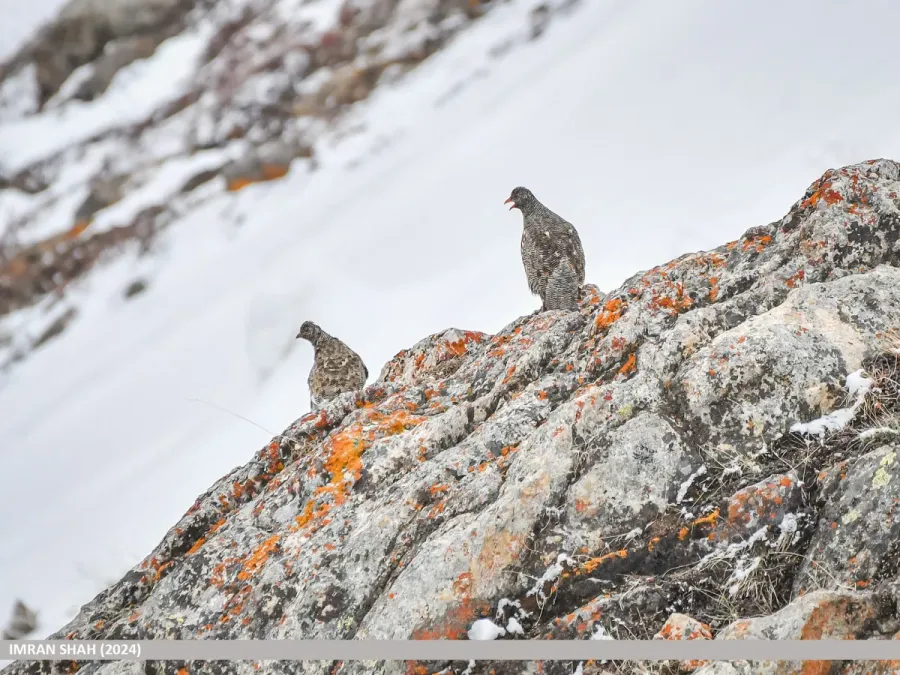 File:Snow Partridge (Lerwa lerwa) (54047131837).jpg