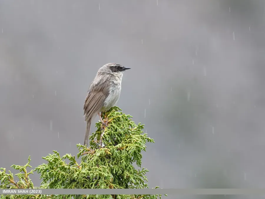 File:Brown Accentor (Prunella fulvescens) (53902278159).jpg