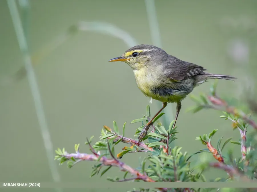 File:Tickell's Leaf Warbler (Phylloscopus affinis) (53902177918).jpg