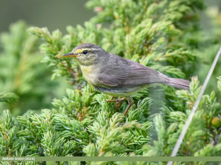 File:Tickell's Leaf Warbler (Phylloscopus affinis) (53881898779).jpg