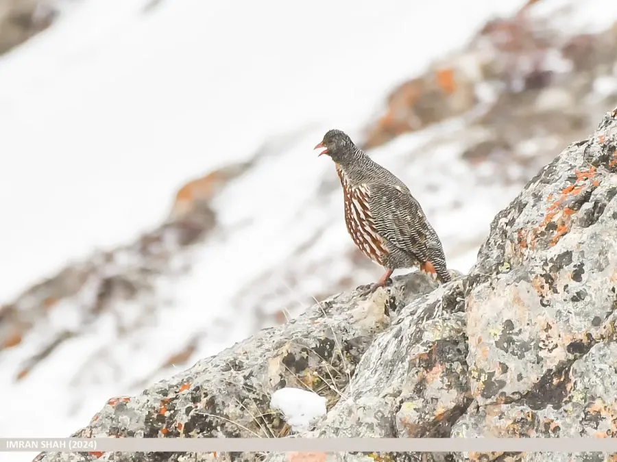 File:Snow Partridge (Lerwa lerwa) (53884804467).jpg