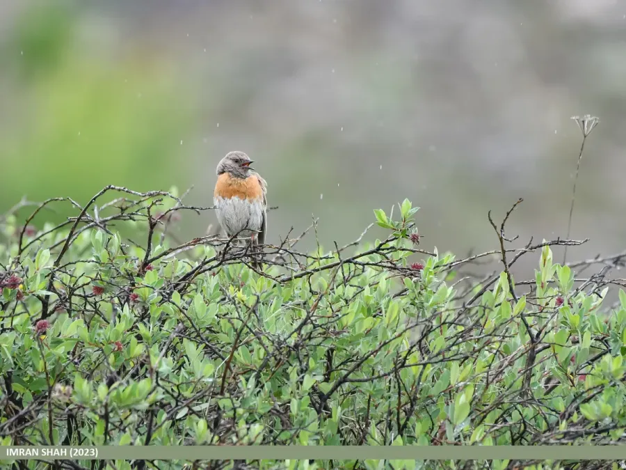 File:Robin Accentor (Prunella rubeculoides) (53891582846).jpg