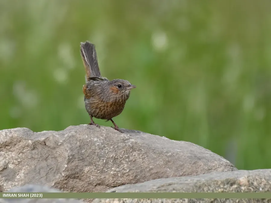 File:Streaked Laughingthrush (Trochalopteron lineatum) (53890660402).jpg