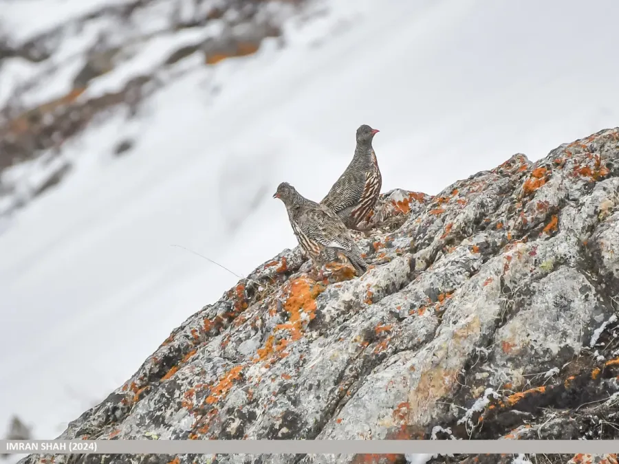 File:Snow Partridge (Lerwa lerwa) (53872047133).jpg
