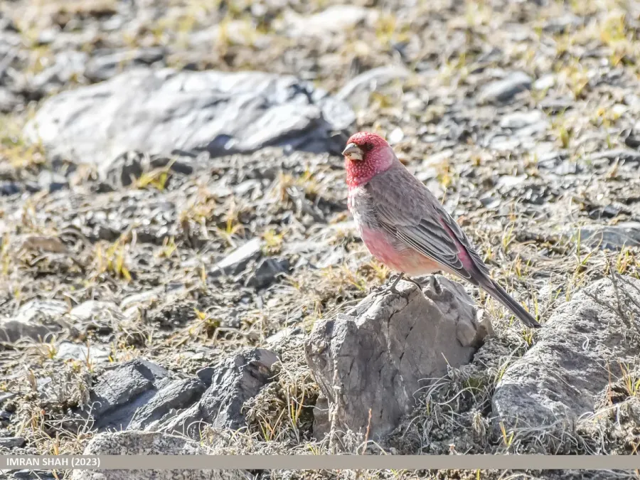 File:Great Rosefinch (Carpodacus rubicilla) (53881021960).jpg