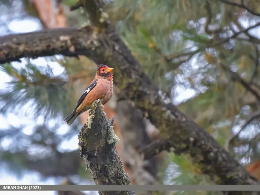 File:Spectacled Finch (Callacanthis burtoni) (53864922837).jpg