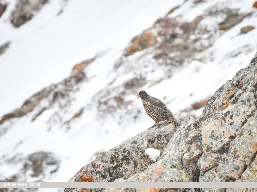 File:Snow Partridge (Lerwa lerwa) (53849215326).jpg